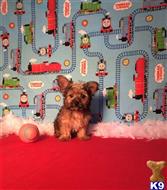 yorkshire terrier puppy posted by Rhonda Wallace